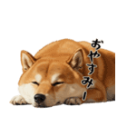 柴 犬太郎の日常（個別スタンプ：2）