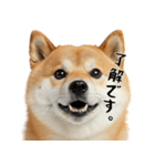 柴 犬太郎の日常（個別スタンプ：3）