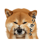 柴 犬太郎の日常（個別スタンプ：4）