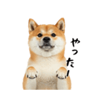 柴 犬太郎の日常（個別スタンプ：6）