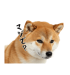 柴 犬太郎の日常（個別スタンプ：8）
