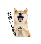 柴 犬太郎の日常（個別スタンプ：10）