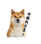 柴 犬太郎の日常（個別スタンプ：11）