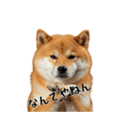 柴 犬太郎の日常（個別スタンプ：12）
