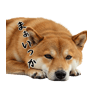 柴 犬太郎の日常（個別スタンプ：13）