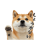 柴 犬太郎の日常（個別スタンプ：14）