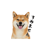 柴 犬太郎の日常（個別スタンプ：15）