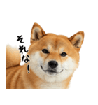 柴 犬太郎の日常（個別スタンプ：16）