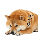 柴 犬太郎の日常（個別スタンプ：17）