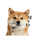 柴 犬太郎の日常（個別スタンプ：18）
