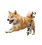 柴 犬太郎の日常（個別スタンプ：19）