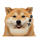 柴 犬太郎の日常（個別スタンプ：20）