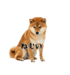柴 犬太郎の日常（個別スタンプ：21）