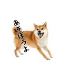 柴 犬太郎の日常（個別スタンプ：22）