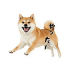 柴 犬太郎の日常（個別スタンプ：23）