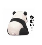 パンダのうしろ（個別スタンプ：6）