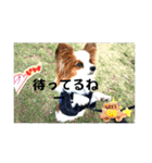 休日のレオ（個別スタンプ：2）