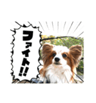 休日のレオ（個別スタンプ：5）