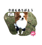 休日のレオ（個別スタンプ：8）