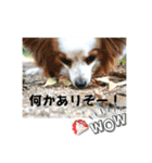 休日のレオ（個別スタンプ：16）