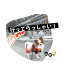 休日のレオ（個別スタンプ：29）