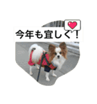 休日のレオ（個別スタンプ：33）