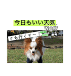 休日のレオ（個別スタンプ：34）