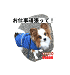 休日のレオ（個別スタンプ：37）