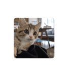 德田 むさし 猫（個別スタンプ：1）