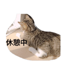 德田 むさし 猫（個別スタンプ：2）