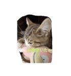 德田 むさし 猫（個別スタンプ：4）