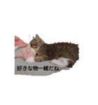 德田 むさし 猫（個別スタンプ：5）