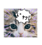 德田 むさし 猫（個別スタンプ：6）