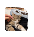 德田 むさし 猫（個別スタンプ：7）