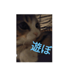 德田 むさし 猫（個別スタンプ：8）