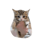 德田 むさし 猫（個別スタンプ：9）