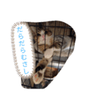 德田 むさし 猫（個別スタンプ：10）