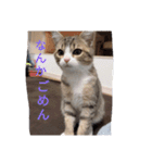 德田 むさし 猫（個別スタンプ：11）