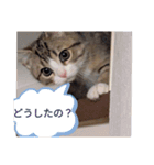 德田 むさし 猫（個別スタンプ：12）