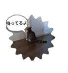 德田 むさし 猫（個別スタンプ：13）