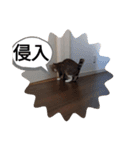 德田 むさし 猫（個別スタンプ：14）