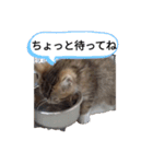 德田 むさし 猫（個別スタンプ：15）