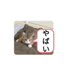 德田 むさし 猫（個別スタンプ：16）