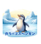 ペンギンの種類を覚えよう（個別スタンプ：11）