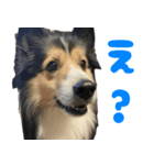 今日のココしゃ（個別スタンプ：1）