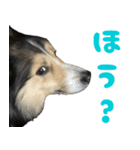 今日のココしゃ（個別スタンプ：2）