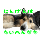 今日のココしゃ（個別スタンプ：3）