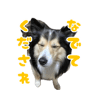 今日のココしゃ（個別スタンプ：4）