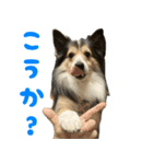 今日のココしゃ（個別スタンプ：5）