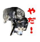 今日のココしゃ（個別スタンプ：6）